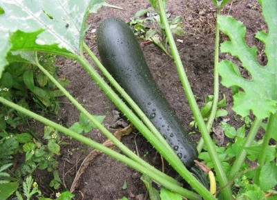 ������ ���� ������� ����� �����: ������� � �������