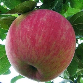 ������ ���� ������: ������ ��������� ���� � ������� ��������������