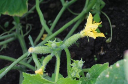 ��� ��������� ������������� ������ ��� ��������� ������ � ������ ������