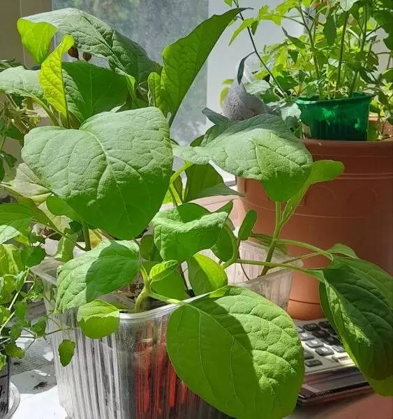 Когда сеять баклажаны на рассаду: секреты успеха для Центрально-Чернозёмного региона