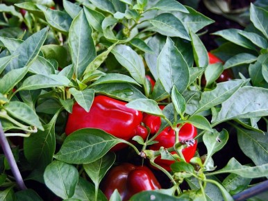 Как закаливание рассады перцев приведет к щедрому урожаю