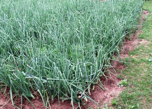 ������� ������: ��� ��������� ������� ��� �� ����� � ����