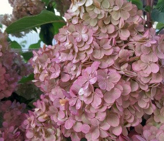 ���������: ���������� ����� ������� ������� ������