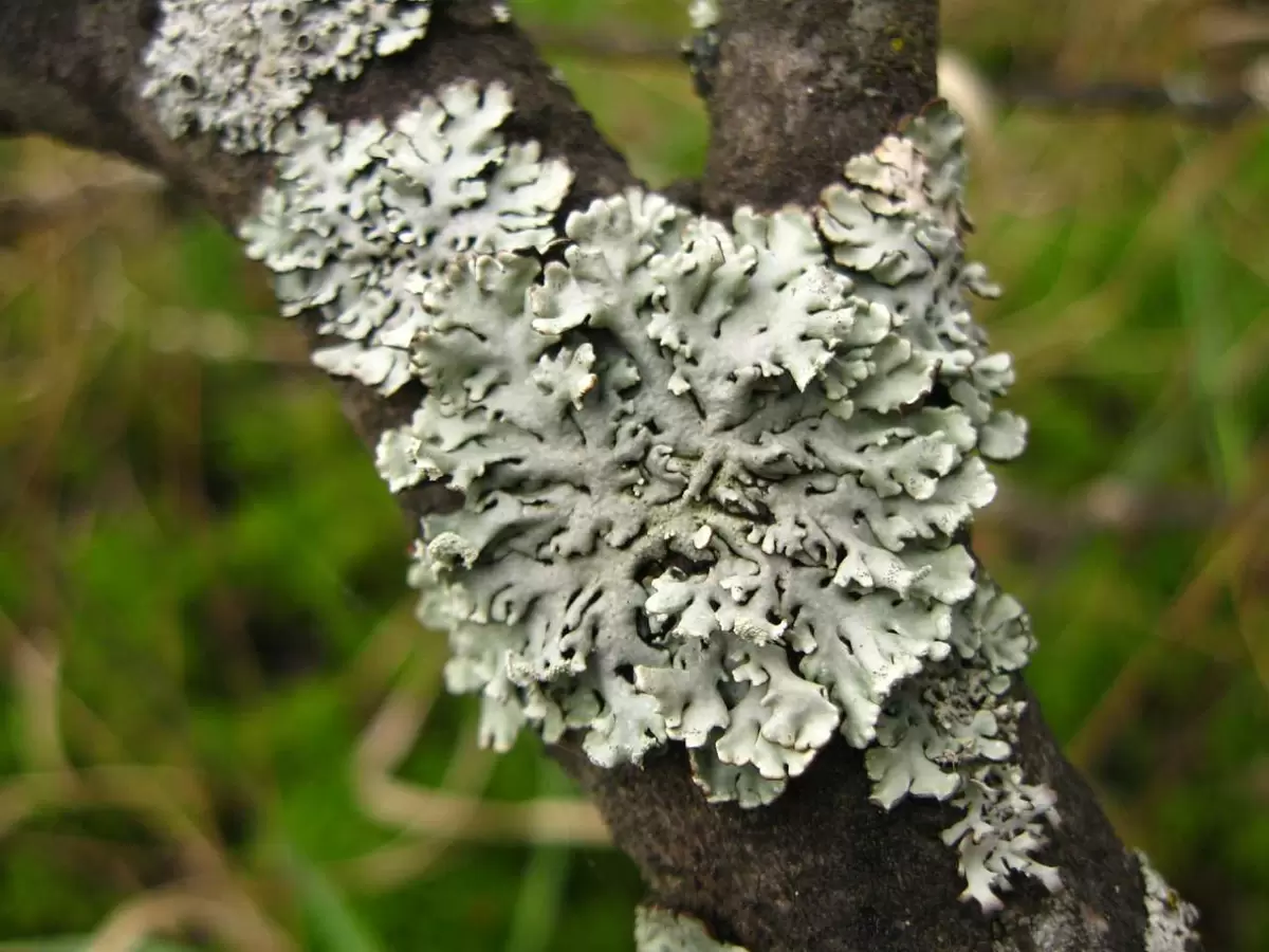 Как бороться с лишайником на яблонях: простые и эффективные методы