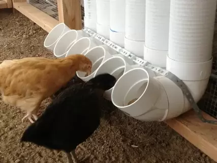 Как пластиковое ведро может спасти пернатых зимой