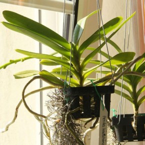 ������� ����������� �������� �������: ����� ����� ���������� �������