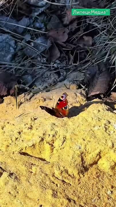 ����� ������ ������ � �������� �������