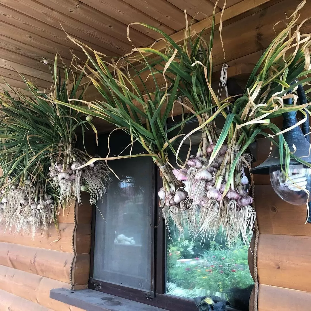 Разбираемся, как правильно посадить озимый чеснок и получить крепкие головки