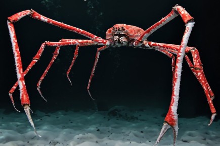 ���������� ����-����: ������� ������ �� ��� ������