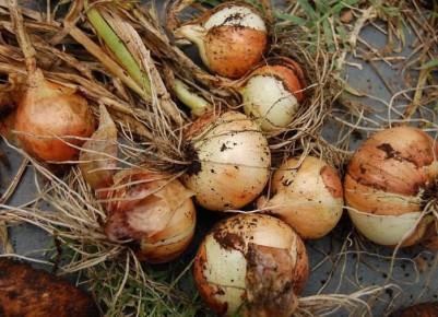 ������� ���: ������� �������� ������ ������� ��� ������� ������