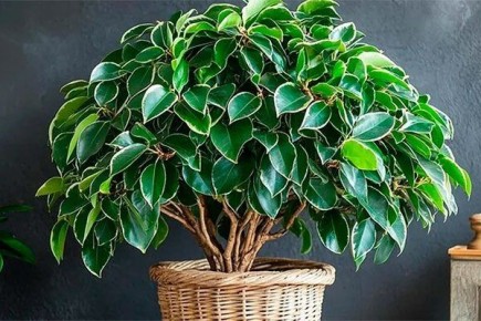 ��� ��������� ���������� �����: ������ ��� �������� � �������