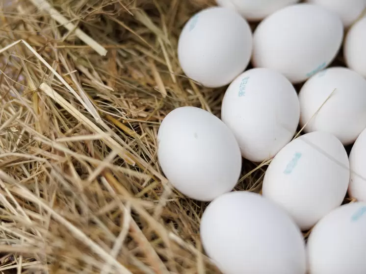 Как сварить яйца без хлопот: секреты идеальной чистки