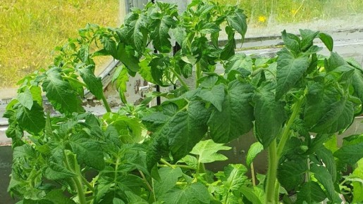 Кальций в заботе о томатах: как избежать вершинной гнили и добиться сладкого урожая