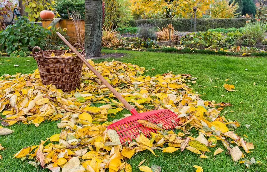 12 неожиданных причин, почему уборка сада перед зимой может быть вредна