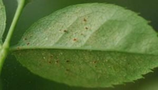 Как победить паутинного клеща: советы для защиты комнатных растений