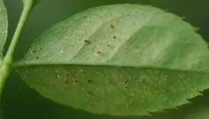 Как победить паутинного клеща: советы для защиты комнатных растений