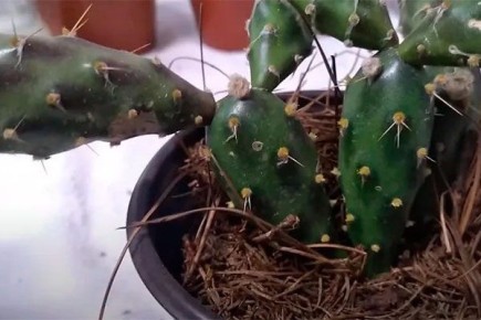 ��� �������� ������� �� ����������