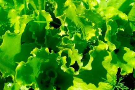 Секреты успешного выращивания салата Букет: от посадки до сбора урожая