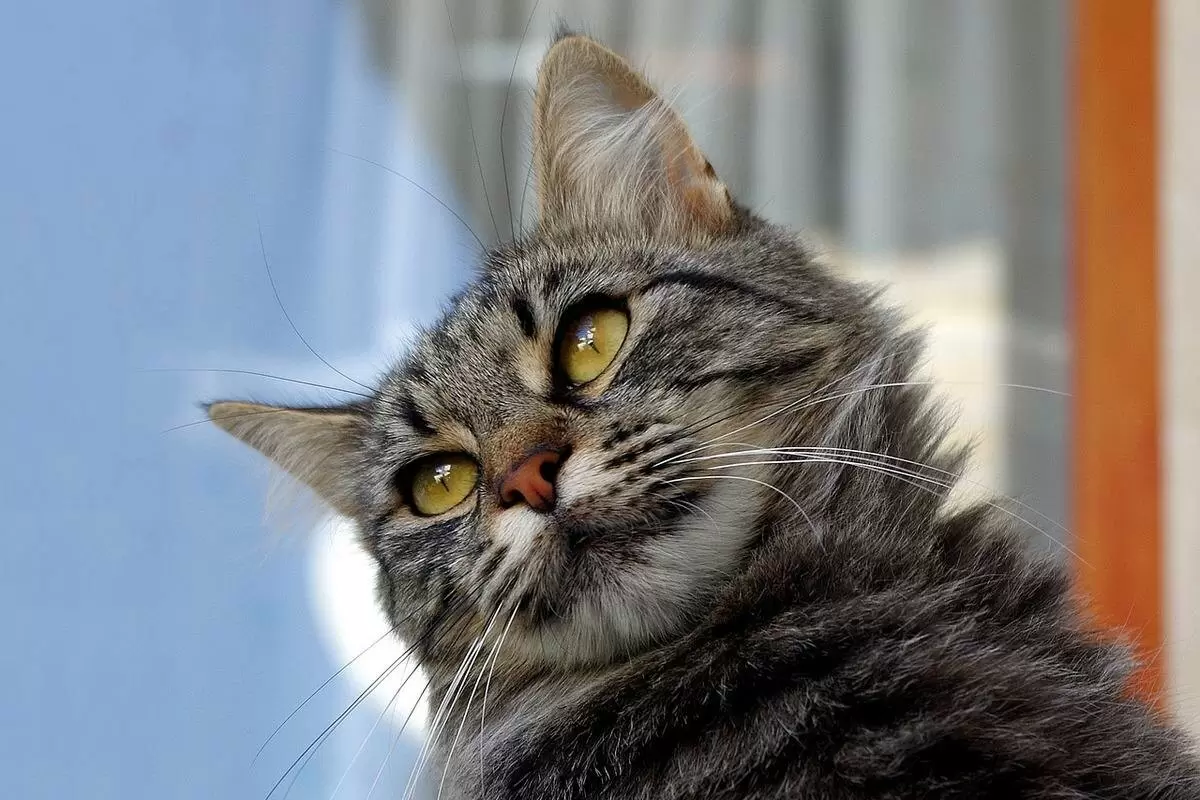 Как защитить свой участок от нежданных кошачьих посетителей: 4 простых совета