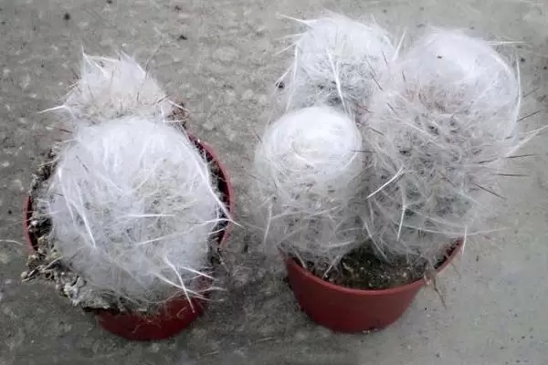 Ореоцереус: кактусовое чудо с характером