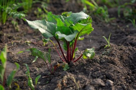 ����� ��������� ����� ������: ����������� � ��������� � �� ��������