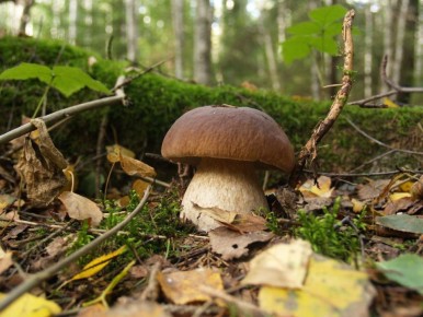 ��� ��������� ����� ����� �� ����: ������� ��������� �����