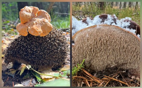 ������ �������: �� �������� ������ �� ������� ������������ �����