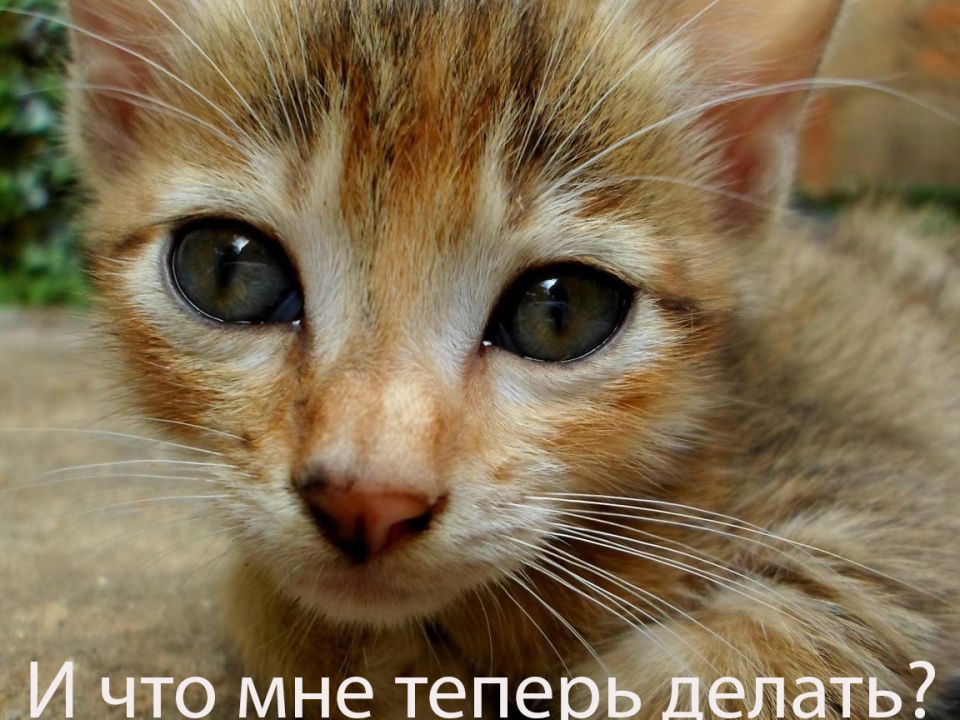 ��� ���������� ��������� ����� �� ����� �������: ������� ������