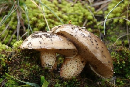 ��� ����� ������ ���� ����� ����� ������