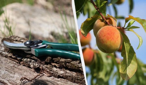 ������� ������� ��������: ���� �� �������, ����� �� �������� ������