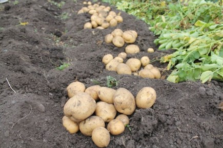 ��� ������� ��������� ���������: �������� ������� ����� ������� � �������� �������