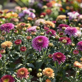 ��� �������� ��������� ���������� ��������� �����������: ������� ����������� �������