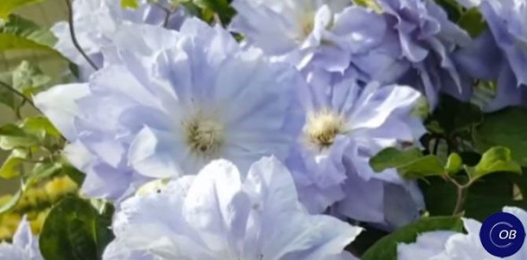 ��� ��������� ��������: ������� ��� ���������� ��������