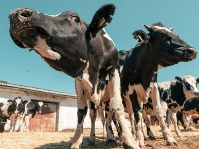 ��� ��������� � ����������� ��������� �������� �� �������� ���������