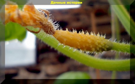 ������ ������� � �������� ��� �������: ��� ������������� ���������� � ���������� �������