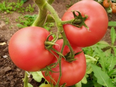 ����� ������ ����: ��� �������� ������ � �������� ����� ����