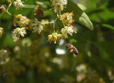 ����: ������� ������, ������� ���������� ��� ��� � ����� �����������