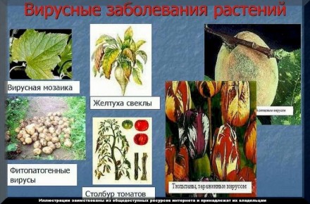 ������ ������������ ��� ������ ��������: ���������� ������� ��� ������ ����