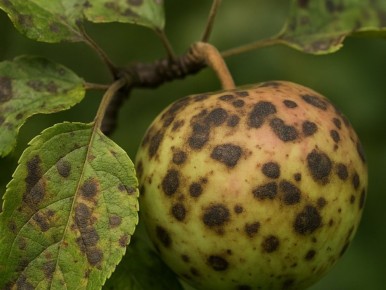 ��� ���������� ������ �� ����� � ������