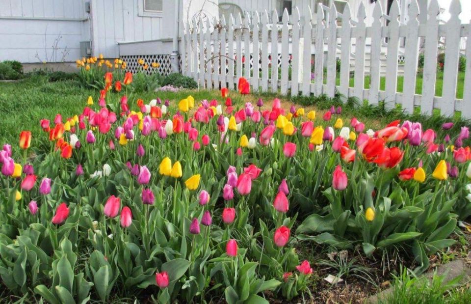 Пора для выкапывания тюльпанов: полезные советы