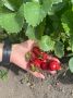 Как ухаживать за клубникой и голубикой: секреты весеннего меню