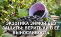 Смородина Экзотика: Как она выжила в аномальные морозы без укрытия