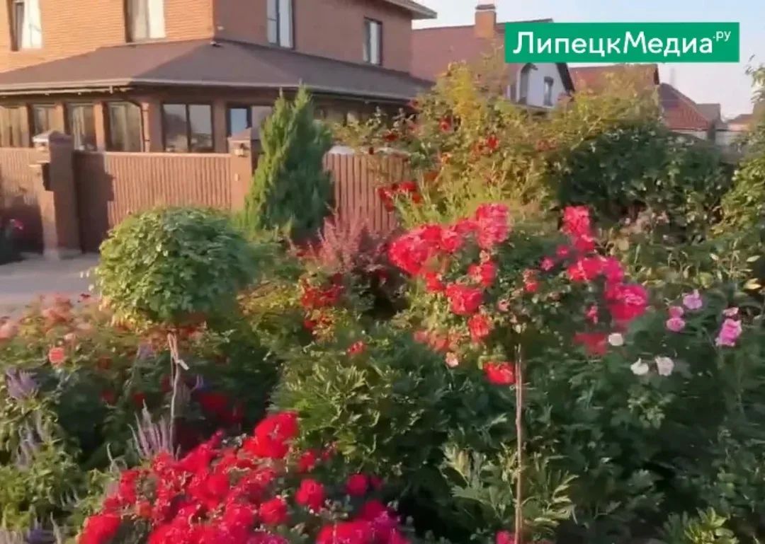 «Головы» дорогостоящих роз срезали воры в Грязях «Головы» дорогостоящих роз срезали воры в Грязях