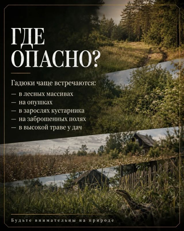 Осторожно: змеи!. За неделю в Липецкую областную детскую больницу поступили двое подростков после укусов змей Осторожно: змеи!. За неделю в Липецкую областную детскую больницу поступили двое подростков после укусов змей