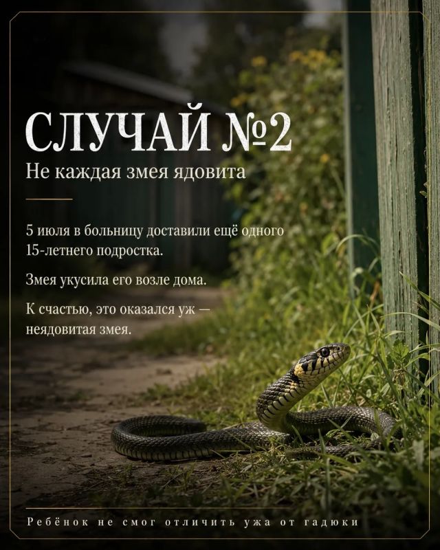 Осторожно: змеи!. За неделю в Липецкую областную детскую больницу поступили двое подростков после укусов змей Осторожно: змеи!. За неделю в Липецкую областную детскую больницу поступили двое подростков после укусов змей