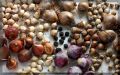 Секреты успешной зимней посадки луковичных культур
