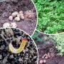 Что скрывается под землёй: знакомьтесь с проволочником