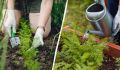 Древесная зола для моркови: мощное удобрение в июне