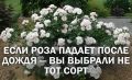 Лучшие сорта роз флорибунда, которые устоят перед любыми испытаниями