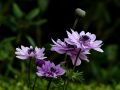 Очарование японских анемон: как осень преображает ваши клумбы